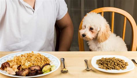 Can dogs eat brown rice? Can Dogs Eat White Rice?