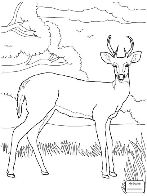 Hirsch illustration deer illustration animal paintings animal drawings deer paintings art drawings horse drawings painting & drawing. White Tail Deer Drawing at GetDrawings | Free download