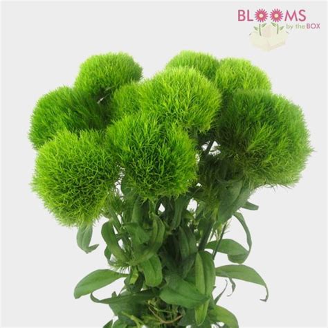 Are you looking for free green hairy ball templates? Green Filler Flowers Bulk Pack - Wholesale - Blooms By The Box