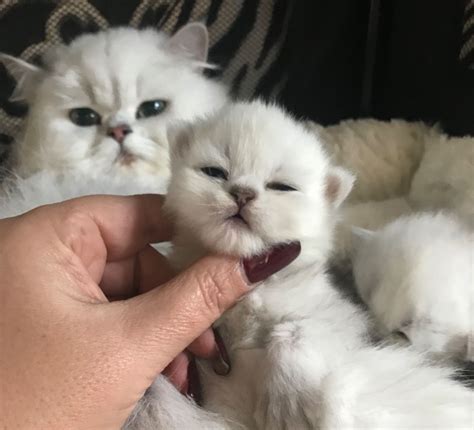 Beautiful himalayan & persian kittens in fairless hills, pa., cfa registered, close to phila. Kuwait Cats and kittens for sale