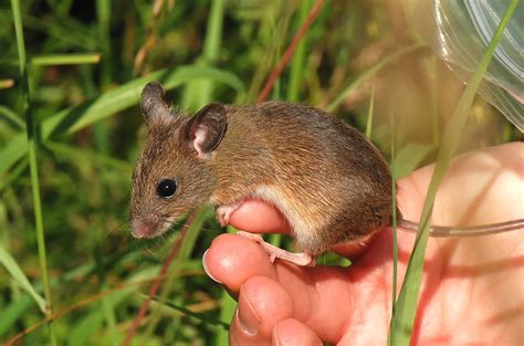 Keep your stove free of mice with peppermint oil, which is a rodent deterrent and a natural, effective alternative to toxic poison. Harvest Mice in the Marsh - East Keswick Wildlife Trust