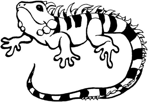 Free printable iguana coloring pages for kids! Раскраски Ящерица скачать и распечатать бесплатно