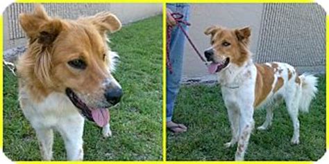 Founded in 1963, animal medical clinic is a full service animal hospital in orlando, florida. Orlando, FL - Border Collie. Meet Noah a Pet for Adoption.