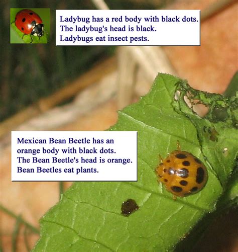 We did not find results for: Mexican Bean Beetle - Friend or Foe? - Henderson Park ...