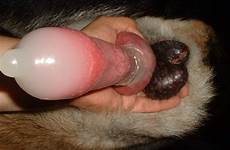 penis dane condom beastiality male zoofilia bestiality tumbex k9