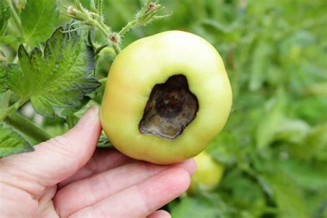 Making a stir fry or a salad. My Tomato Fertilizer Recipe Perfected Over 30 Years