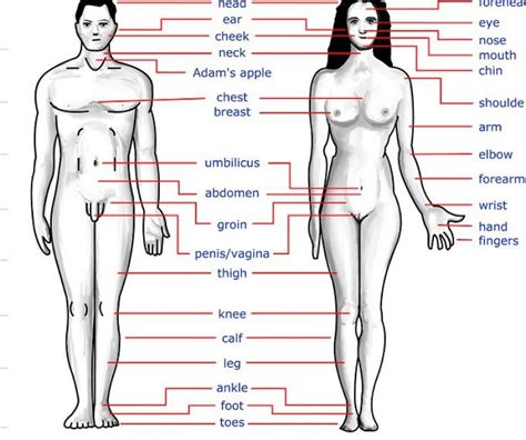 Let's explore different parts of your body in english. womans body parts name | Diabetes Inc.