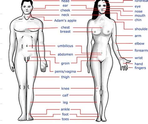 A collection of name of all parts of the body with their meaning in hindi and english. girl body parts name | Diabetes Inc.