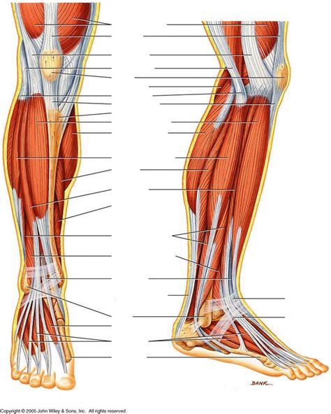 Insert on the calcaneus (via achilles) action. human-leg-muscles-diagram | Anatomy for Artists ...