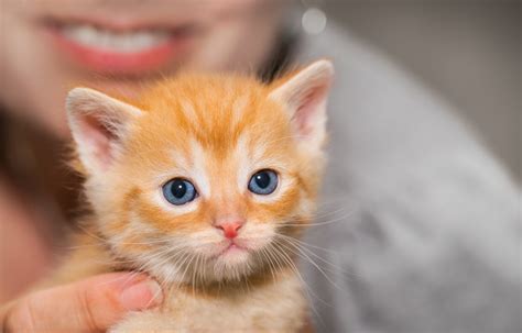 Seeking for free hello kitty png images? Adorable Tiny Ginger Tabby Kitty With Woman Detail In ...