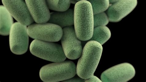 Vírus vs. baktérium: Mi a különbség?