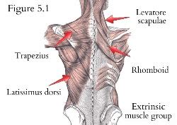 The largest muscle mass belongs to the posterior group, the gluteal muscles, which, as a group, adduct the thigh. Back and Abdominal Muscles - Low Back Pain Program