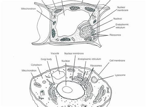 Key color the animal cell drawn below. Printable Animal Cell Diagram Coloring Animal Cell ...