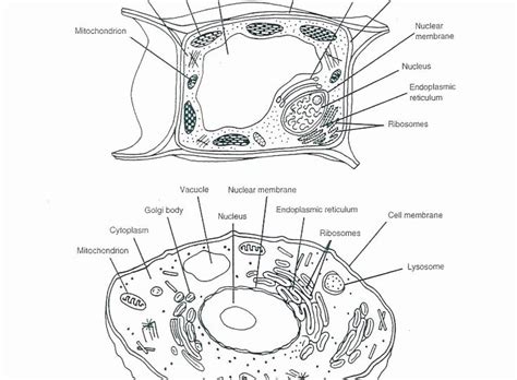 Use the colors indicated in the box. Printable Animal Cell Diagram Coloring Animal Cell ...