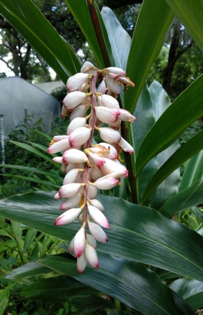 We have some growing by the driveway. Alpinia zerumbet - SHELL GINGER - | Plants, Ginger plant ...