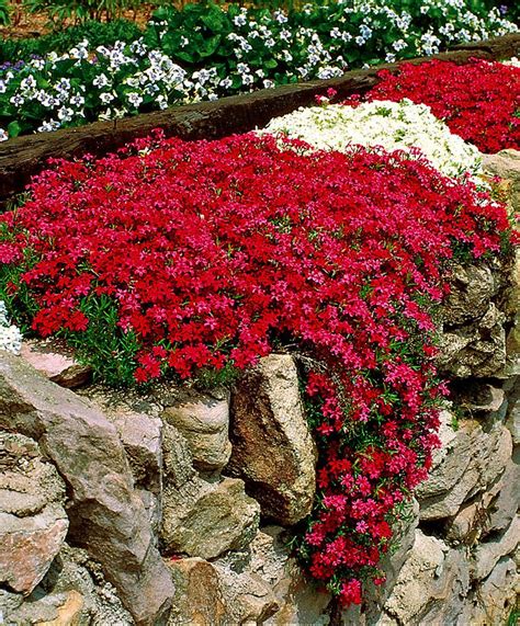 Coccineus this sun loving herb is valued as an ornamental groundcover. 304 best Rock Gardens & Ground Covers images on Pinterest ...