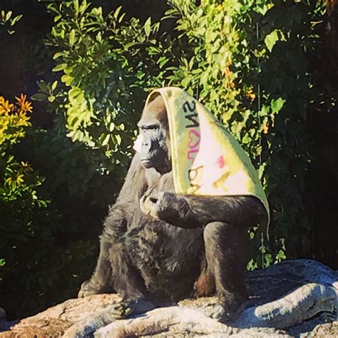 Последние твиты от ケイン・ヤリスギ「」 (@kein_yarisugi). ブランケットを使う上野動物園のゴリラ、可愛いと話題に | netgeek