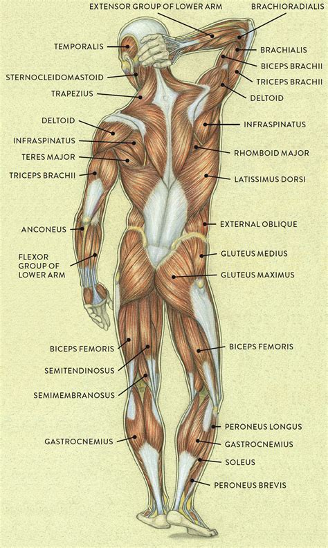 What are the different types of muscles in the human body? Muscle and Tendon Characteristics - Classic Human Anatomy ...