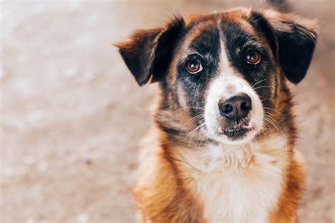 Related videos con perros pornos porno videos. ¿Qué colores pueden ver los perros?