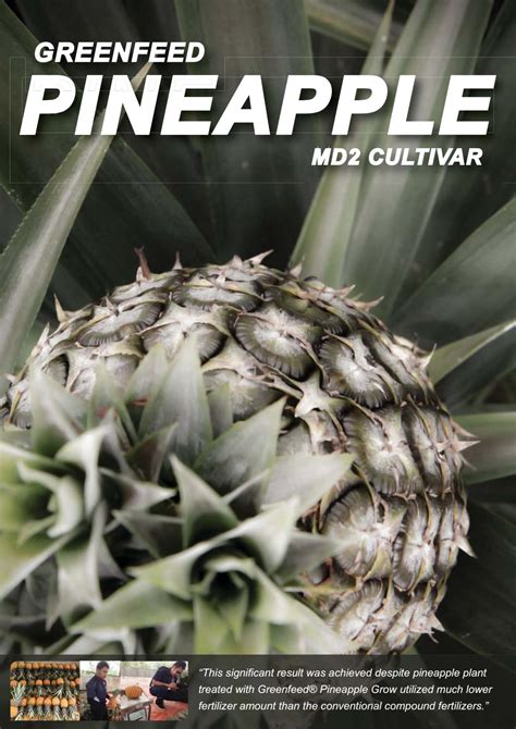 The latest tweets from greenfield agro (@greenfield_agro). GREENFEED BULLETIN SPECIAL EDITION PINEAPPLE MD2 by ...