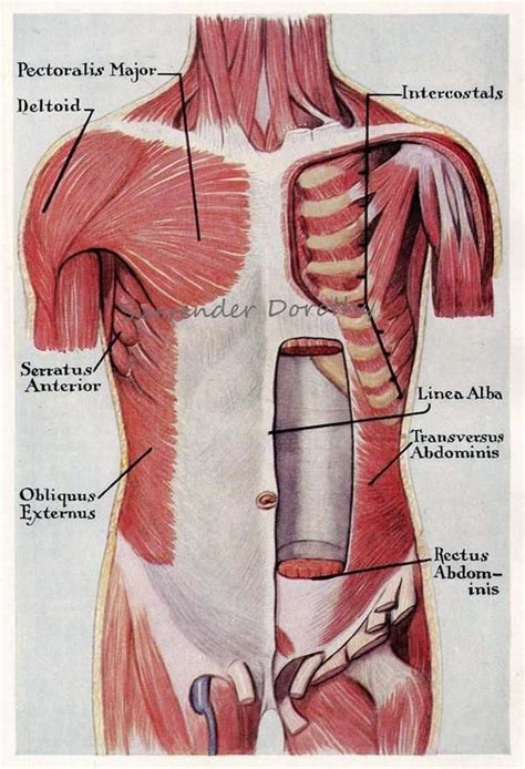 They can be used to illustrate an entire system or a specific body part or condition. Torso Anatomy Chart - Fat Loss, Building Muscle & Staying ...