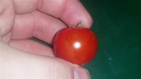 Early blight is one of the most common tomato diseases, occurring nearly every season early blight can be caused by two different closely related fungi, alternaria tomatophila and alternaria solani. Early Cherry Tomato - YouTube