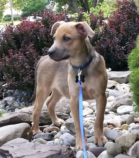 Adoption events are a great way to find a new family member. Green-eyed puppy awaits adoption - nj.com