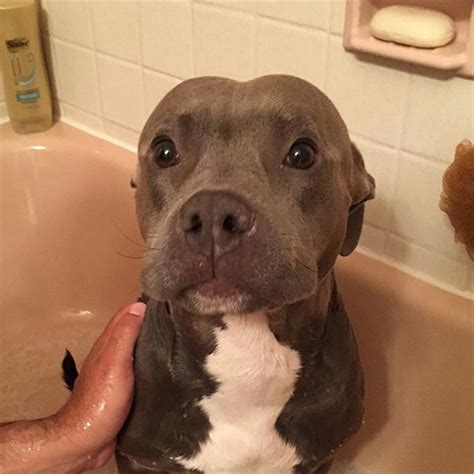 Süße hunde süße tiere boo hund hund und katze. Pinterest @ lilylastric | Süßeste haustiere, Hunde, Süße tiere