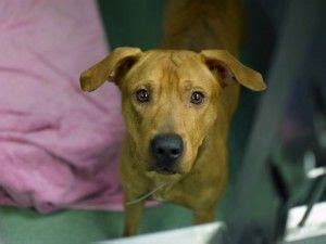 New hope pet rescue is an organization comprised of dedicated volunteers and caring fostering homes that have decided to do their part in the ever growing pet overpopulation problem. JORDAN - A1069428 | Nyc dogs, Homeless pets, I love dogs