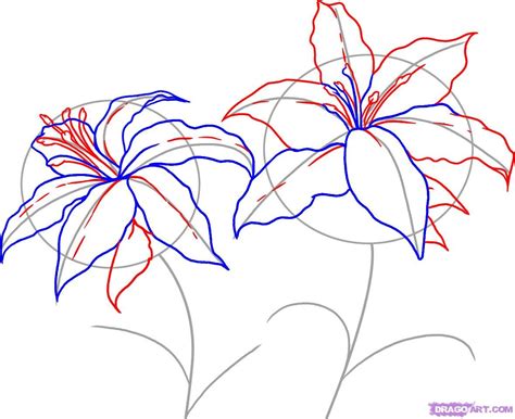 Several guides and drawing tutorials for if you are looking to capture some color and beautiful forms then hawaiian flowers are a great place to find them. How to Draw Lilies, Step by Step, Flowers, Pop Culture ...