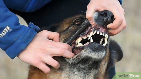 Apr 24, 2020 · the only way to know for sure that you have a fever (meaning a temp above 99 to 99.5 degrees fahrenheit or 37.2 to 37.5 degrees celsius) is by taking your temperature with a thermometer, confirms. How to Take a Dog's Temperature Without Using a Thermometer