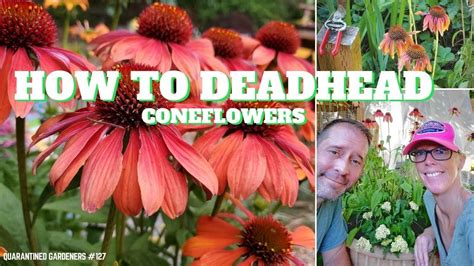 Leaving a few spent flowers may attract birds, because they like to snack on the seeds. 🌼 How to Deadhead Coneflowers - QG Day 127 🌼 - YouTube