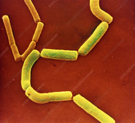 Morphology of clostridium perfringens (clostridium welchii). Clostridium perfringens bacteria - Stock Image B220/0157 ...