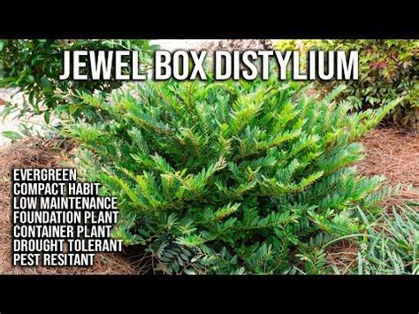 Evergreen landscape evergreen garden evergreen shrubs trees and shrubs trees to plant deciduous. Jewel Box Distylium / Perfect Low Mounding Evergreen Shrub ...