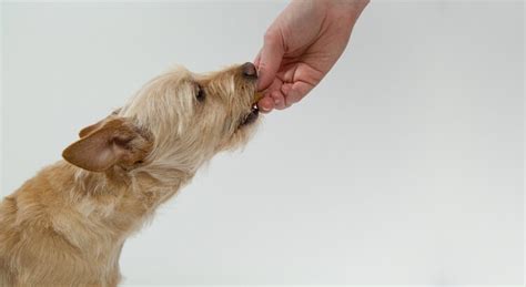 Feeding a dog vitamin c may have a negative affect on both the dog's liver and kidneys. Best Vitamin C For Dogs | Best Dog Vitamins And Supplements