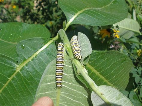 Since milkweed is a perennial, it will emerge again in the same spot next summer, but its spread will be more limited. I grow 5 types of Milkweed to attract Monarchs to my ...