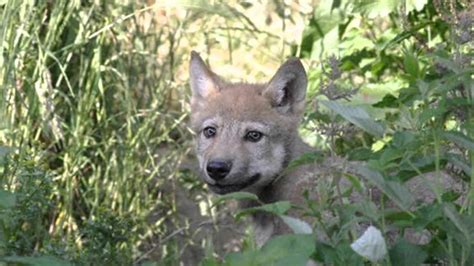 Le hurlement des loups peut prendre de nombreuses formes et avoir différentes fonctions au sein de la meute: Les Jeunes Loups - YouTube