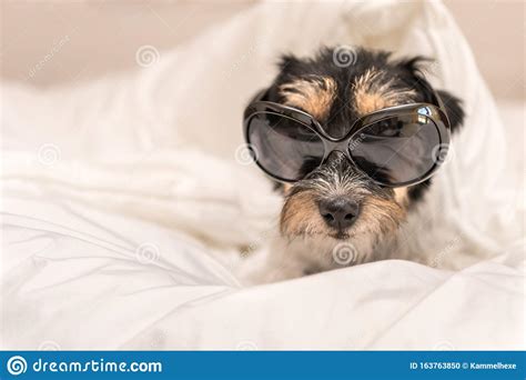 Download deze premium vector over mooie hond in stijlvolle bril en een pet en ontdek meer dan 16 miljoen professionele grafische middelen op freepik Grappig Kleine Jack Russell Terrier-hond Met Een Bril Ligt ...