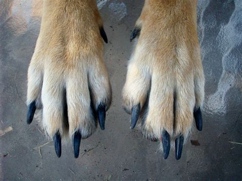 The injured area may have swelling or bruising. 8 Things You Probably Didn't Know About Dog and Cat Claws