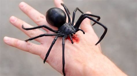 The black widow spider (latrodectus spp.) is a spider notorious for its neurotoxic venom (a toxin that acts specifically on nerve cells). Interesting and Fun Facts about Spiders | Spider bites ...