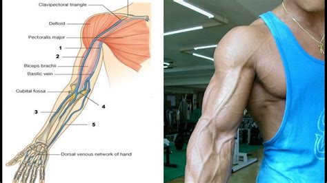 Jun 11, 2021 · to make them pop faster, clench and unclench your fist several times to trap more blood in your veins until you feel a pressure in your arm. How To Get Veins To Pop In Arms