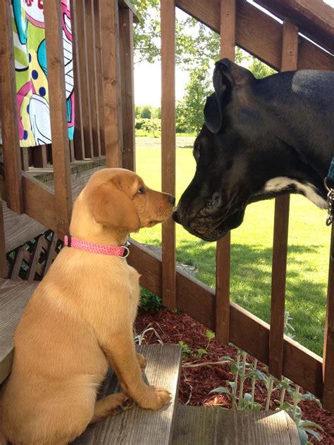 Labrador retriever rescue of fresno is a petsmart charities adoption partner! Yellow Great Dane Lab Mix Puppies