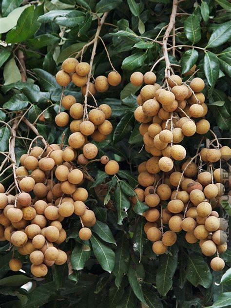 Plants are just over 1 meter high from the ground. Longan Dragons Eye Fruit Tree - Kens-Nursery