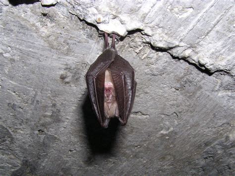 The smaller in size (littler), in value, in importance etc. Denbighshire Countryside Service - Lesser horseshoe bat