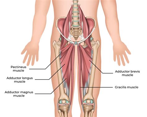 A groin strain is an injury common among athletes who play sports that require running, kicking and jumping. Groin strain - Airedale MSK