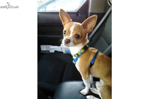 Ask questions and learn about chihuahuas at nextdaypets.com. Chihuahua Puppies Salem Oregon | PETSIDI
