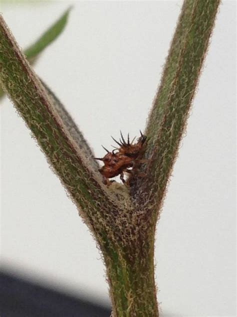 Plaga en Planta de Chile de Arbol