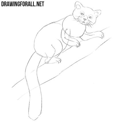 Then, connect the open edge of the circle to the front of the body using a short, curved line. How to Draw a Red Panda | Drawingforall.net