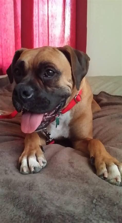 Boxer rescue organizations throughout iowa, kansas, missouri and nebraska work together to rescue and place dogs in loving, permanent homes. Lady, I got the best Daddy today So much fun | Boxer dogs ...
