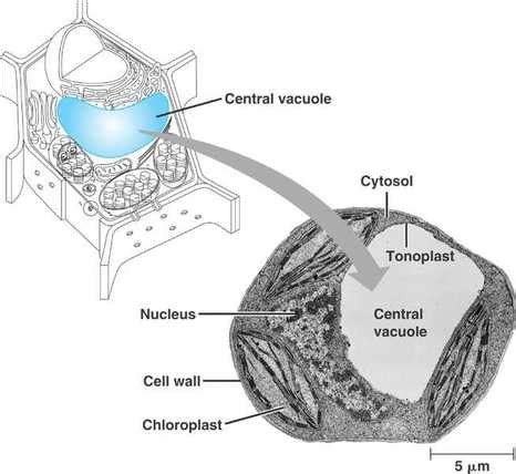 Plant cells, as eukaryotic organisms, are made up of various organelles that function together in other to sustain all features of the plant life. Vakuola - Celica